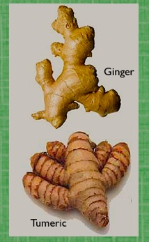 medicinal plants such as ginger and tumeric