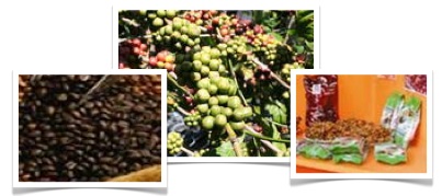 Coffee Industry in Vietnam